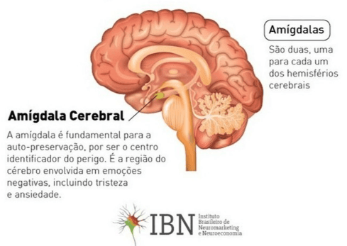 An illustration of a dog's brain with the amygdala highlighted.