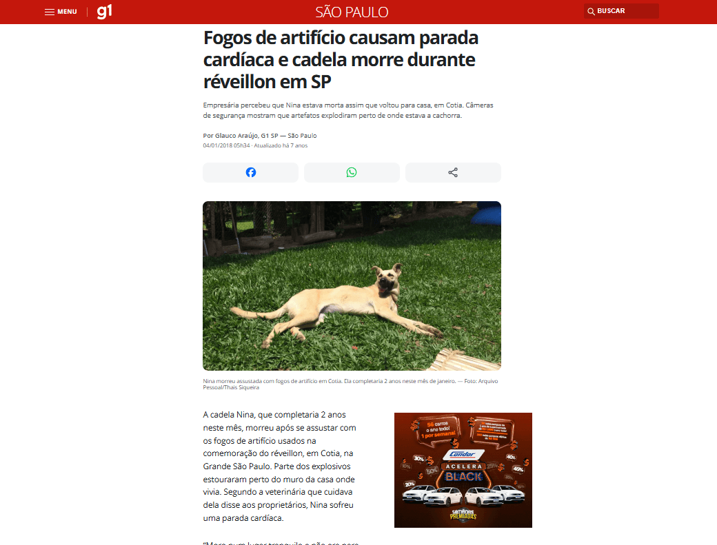 Manchete: Cachorro morre de parada cardíaca após queima de fogos no Réveillon.